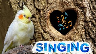 Cockatiel singing amp whistle training  cockatiel talking [upl. by Rehpotisrhc552]