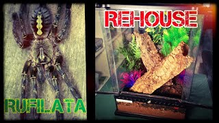 Poecilotheria rufilata red slate ornamental rehouse [upl. by Mirabel83]