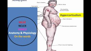 HypothalamicPituitary Mnemonic Pt I wmv [upl. by Patrick299]