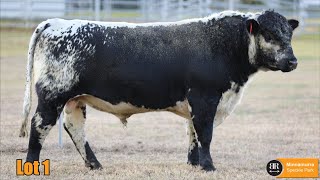 Lot 01 Minnamurra Trent T39 [upl. by Nylesaj]