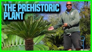 The Facts about Cycads  Earth Works Jax [upl. by Eirek]