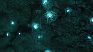 Glow Worms Timelapse 1 [upl. by Heindrick]