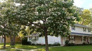 Catalpa trees in full bloom  white flowers and large leaves [upl. by Hokanson]