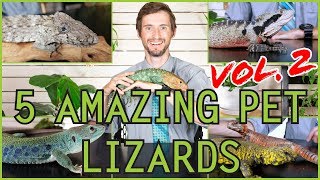 Five MORE of the Best Pet Lizards You Could Possibly Get [upl. by Slerahc]