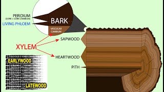 Dendrochronology Tree Ring Dating [upl. by Lacim535]