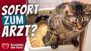 6 Anzeichen dass deine Katze bald Nierenversagen erleidet [upl. by Gayler]