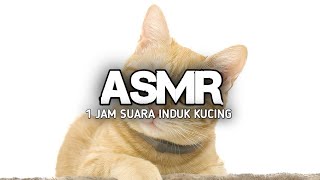 1 Jam Suara Induk Kucing Memanggil Anaknya [upl. by Animor15]