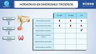 HORMONAS EN SINDROMES TIROIDEOS [upl. by Ttelrats]