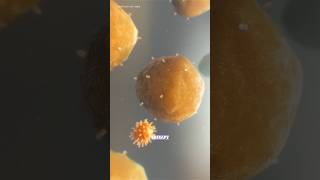 How TCells fight with cancer in human body science sciencefactsexperment shorts [upl. by Haraj]