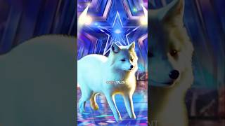 America’s Got Talent Girl in dog talent agt americangottalent [upl. by Nnire]