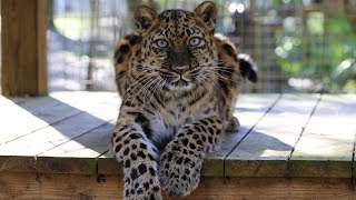 Amur Leopard Spotlight [upl. by Rob]