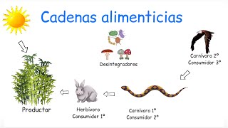 Cadena alimenticia y red alimenticia DIFERENCIAS  BiologíayEcología [upl. by Tsiuqram]