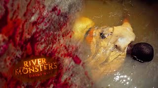 Goliath Tigerfish Latches Onto Mans Throat  HORROR STORY  River Monsters [upl. by Idak]