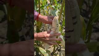 White corn with a few purple kernels looks very beautiful [upl. by Morley]