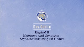 Das Gehirn Neuronen und Synapsen – Signalverarbeitung im Gehirn [upl. by Barren]