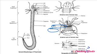 BIOLOGY OF NEREIS CONTD [upl. by Larrad224]