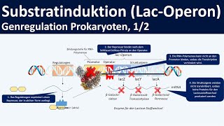 Lac Operon  LactoseOperon Modell  Genregulation durch Substratinduktion 12 [upl. by Amyas]