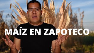 Palabras en Zapoteco relacionadas a los tipos de MAÍZ 🌽 🌽 🌽 [upl. by Larok]