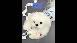 Pilates puppy pets cute maltese puppy cutedog [upl. by Adelaide289]