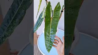 Philodendron billietiae varigata Philodendron billietiae variegated plantlover viralvideo garden [upl. by Ahtilat774]