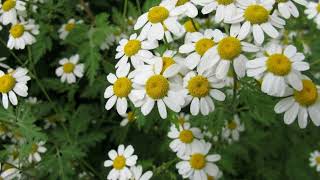 How to Grow Feverfew [upl. by Nobell]