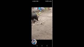 catching piglets with net animals viral short piggy piglet wildlife farmlife [upl. by Seeto]