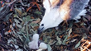 Whitebellied Eagle Nestlings and First Meals  Eagle bird [upl. by Daria]