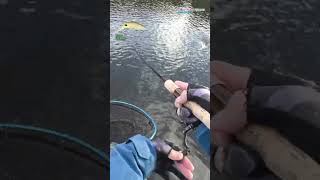 【AREA TROUT FISHING】 2024Part551 [upl. by Ymaral]