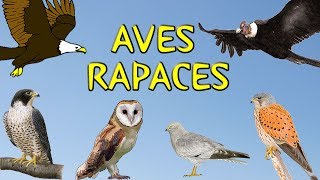 Aves rapaces para niños [upl. by Evyn]