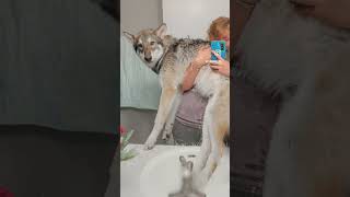 Wolfdog Growing Up Timelapse [upl. by Ik]