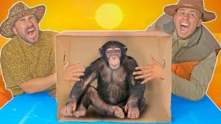 Whats in the Box CHALLENGE LIVE ANIMALS SAFARI EDITION [upl. by Epps952]