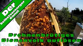 Drohnenbrütiges Bienenvolk auflösen [upl. by Thetos155]