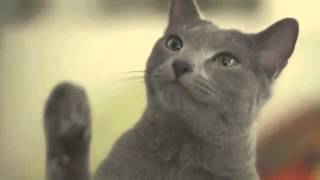 Cute cat commercial collection of Japan [upl. by Naellij356]