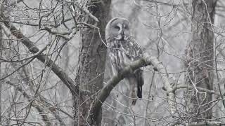 puszczyk mszarny  great grey owl  Strix nebulosa [upl. by Kennith]