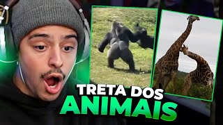 CORINGA REAGINDO AS MELHORES TRETAS DOS ANIMAIS [upl. by Kcired]