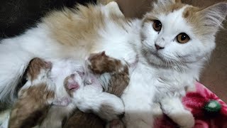 The first Day newborn Kittens fight For Milk  newborn kittens meowing [upl. by Eikceb825]