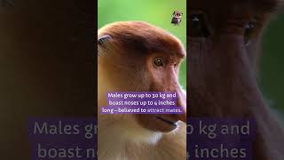 Proboscis monkey didyouknow facts [upl. by Ahsahtan]