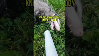 I saved a possum funny possum animal trap subscribe fall save shark [upl. by Araf]