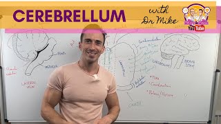 The Cerebellum [upl. by Naleag]