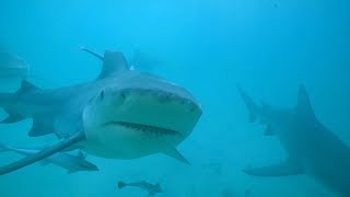 Nos voisins les requins  test de la barrière souple pour observer les requins [upl. by Aisac453]