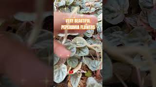 Very Beautiful Peperomia Flowers [upl. by Akin]