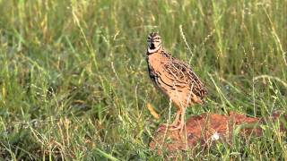 Rain Quail  calling [upl. by Bozovich]