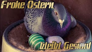 Brieftauben Frohe Ostern [upl. by Gwendolen]