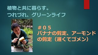 05 収穫し終えたバナナ、アーモンドの剪定Finished harvesting bananas and pruning almonds [upl. by Nivag]