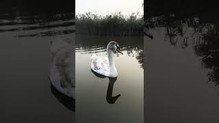 Early morning calm a young swan floating quietly🦢Nature Wildlife Swan AnimalLovers CanalLife [upl. by Drucie]