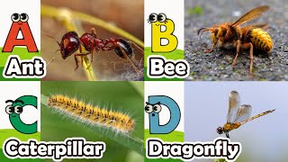 Abc Insect Song  A to Z Insects Song  Insects Alphabet song  Phonics for Kids [upl. by Brower]