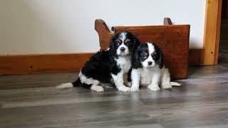 Cavalier King Charles Spaniel Puppies For Sale [upl. by Ecylla]