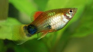 Species Profile  33  The Platy Xiphophorus maculatus [upl. by Mauro]