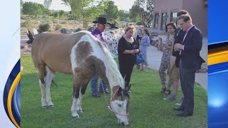 Horseshoes and Heels Gala raising awareness for unwantedabandoned horses [upl. by Euf766]