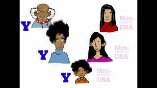 Genetics 101 Part 3 of 5 Where do your genes come from [upl. by Firestone290]